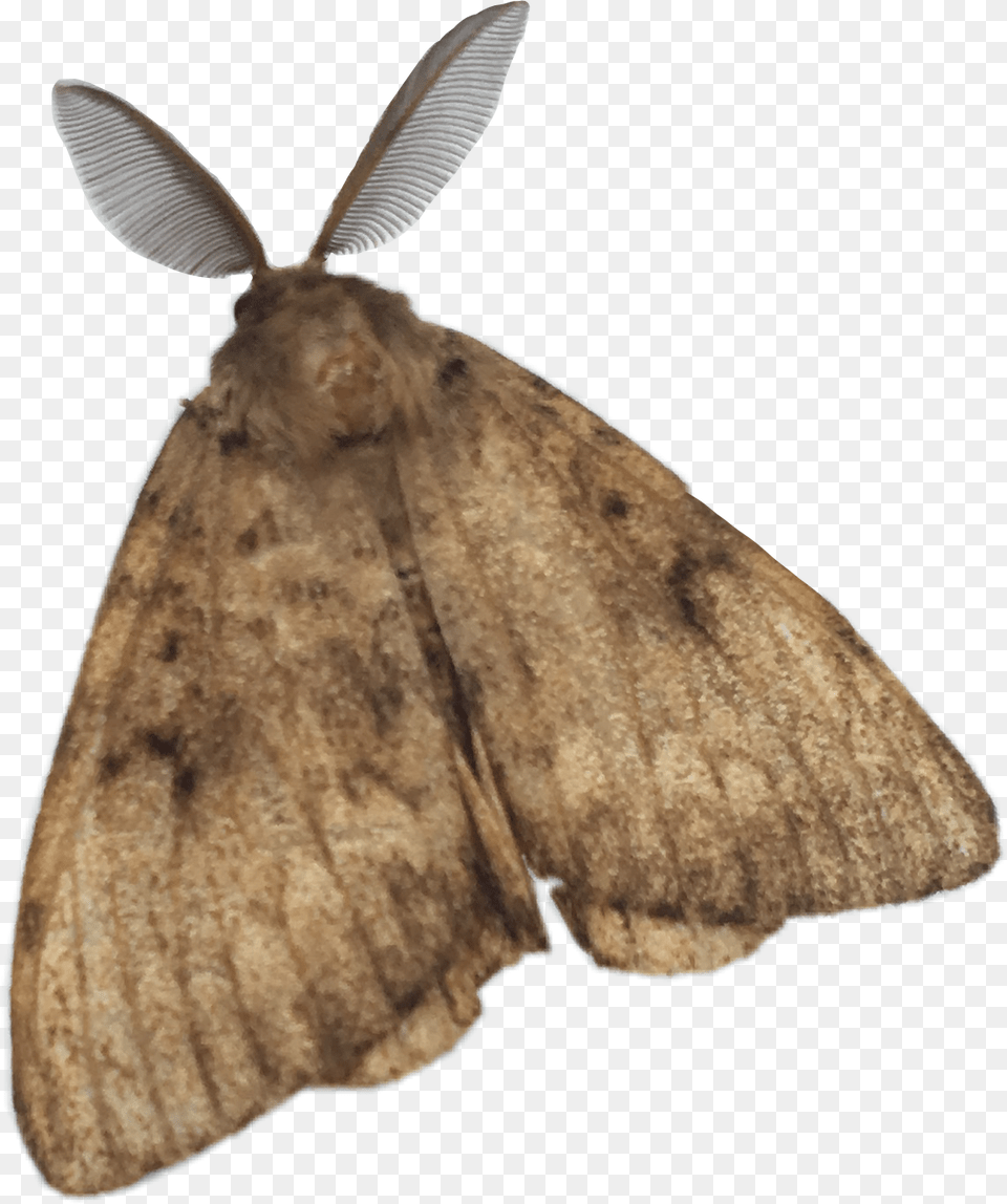 Papillon Butterfly Animal Nature Freetoedit Moth, Insect, Invertebrate Free Transparent Png