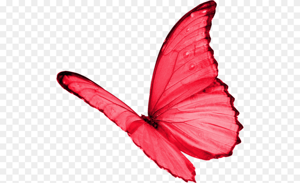 Papillon Clipart Red Butterfly Butterflies Red, Flower, Petal, Plant Free Transparent Png