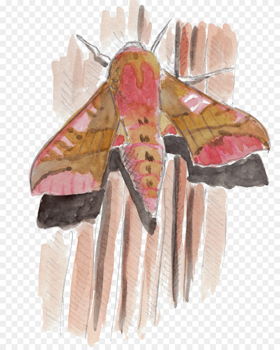 Papillon Petit Sphinx De La Vigne Small Elephant Hawk Moth, Animal, Butterfly, Insect, Invertebrate Png Image