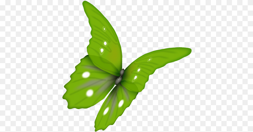 Papillon Vert Fond Transparent, Green, Leaf, Plant, Herbal Free Png
