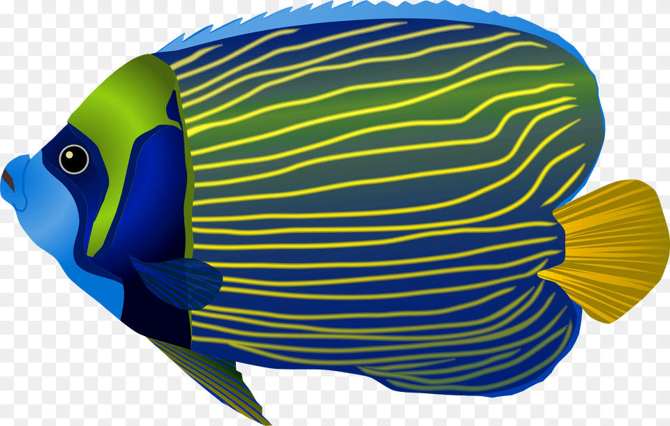 Papua New Guinea Underwater Sea Fish Background Free Transparent Png