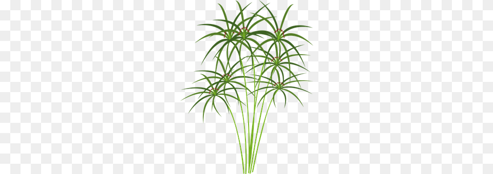 Papyrus Plant, Pattern, Tree, Food Png