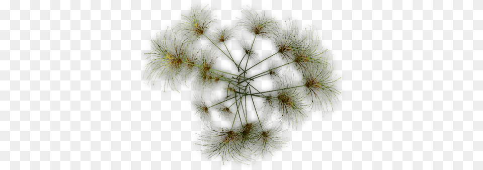 Papyrus Jcd D Dandelion, Flower, Plant, Apiaceae, Pattern Free Transparent Png
