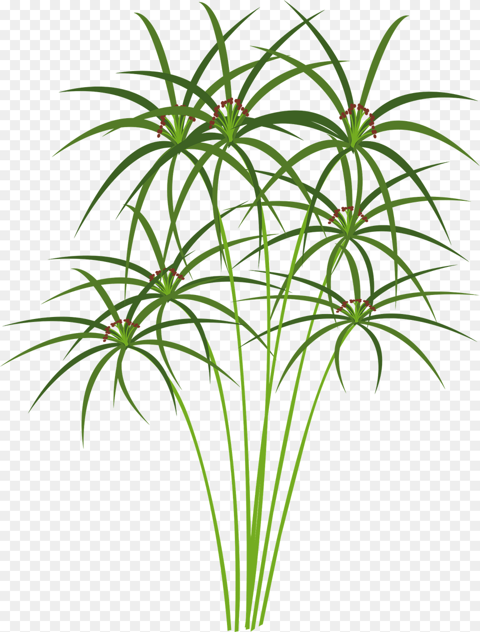 Papyrus Reeds Clipart, Pattern, Plant, Green, Art Png Image