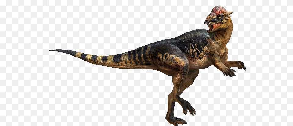 Paquicefalosaurio, Animal, Dinosaur, Reptile, T-rex Free Transparent Png