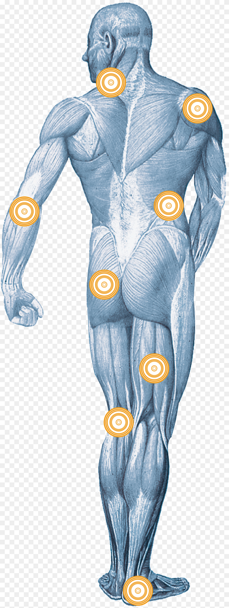 Par Biomagnetico Para El Estres, Adult, Male, Man, Person Free Png