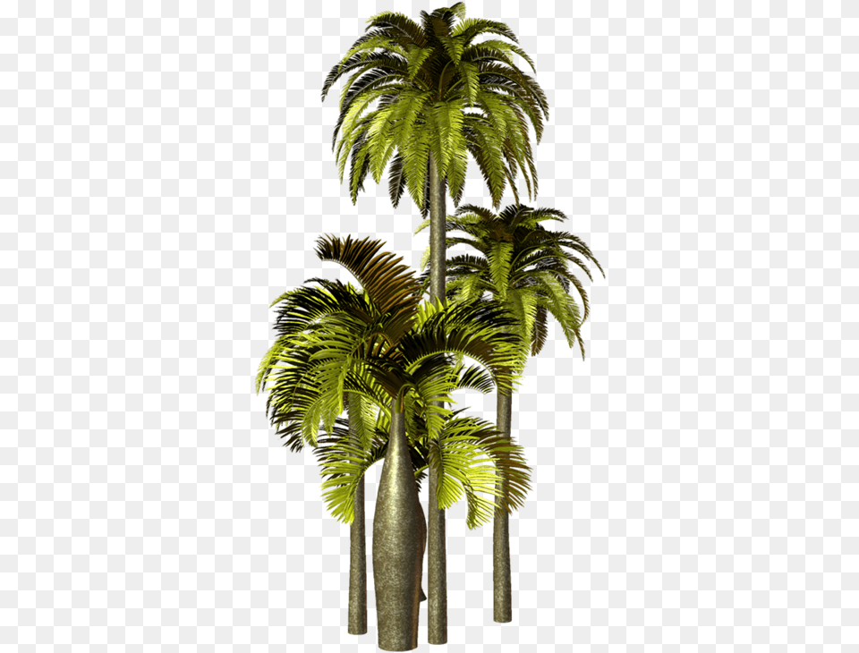 Par Rubber Tree, Palm Tree, Plant, Leaf, Mortar Shell Png Image