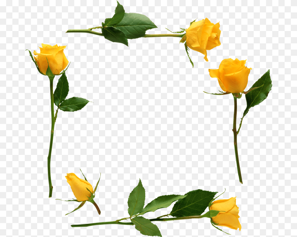 Para Adornar Marcos Photoscape Photoshop Y Gimp Flores Yellow Rose Oval Ornament, Flower, Plant, Leaf, Petal Png Image