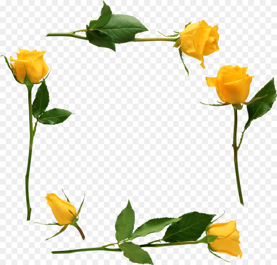 Para Adornar Marcos Photoscape Photoshop Y Gimp Flores Yellow Stem Rose, Flower, Leaf, Plant, Petal Free Png