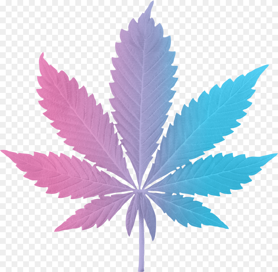 Paradiso Gardens Weed Pdf, Leaf, Plant Png Image