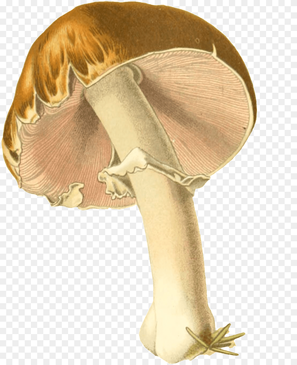 Paraguas Transparente Ornamentales Pintados A Mano, Agaric, Amanita, Fungus, Mushroom Free Transparent Png