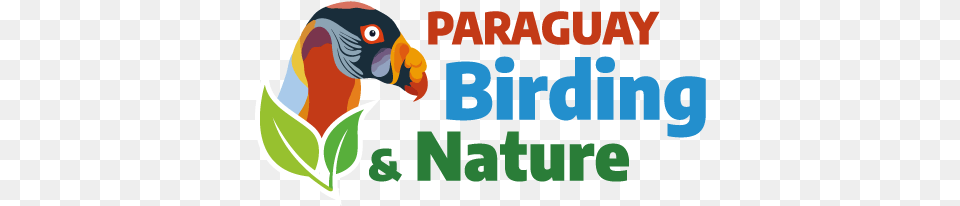 Paraguay Birding U0026 Nature Pbn King Vulture, Animal, Beak, Bird Free Png Download