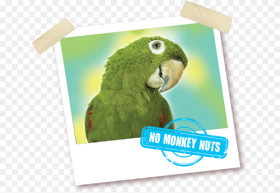 Parakeet, Animal, Bird, Parrot Free Png Download