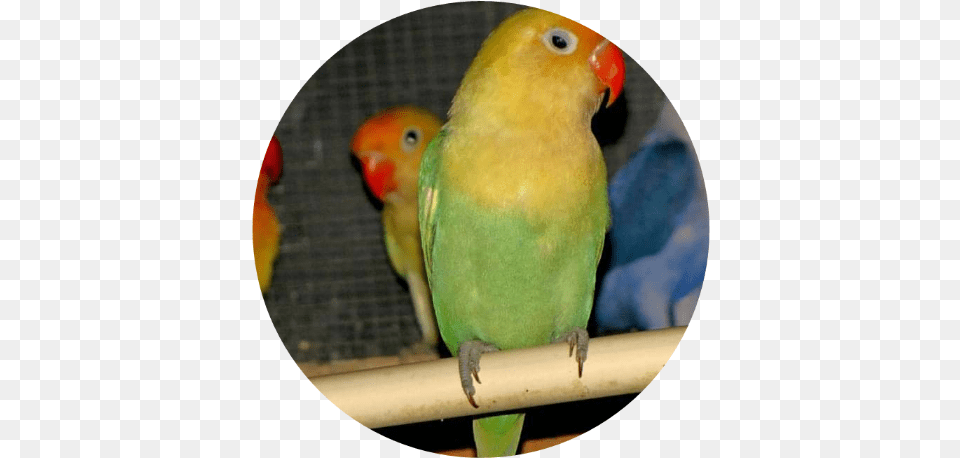 Parakeet, Animal, Bird, Parrot Free Png