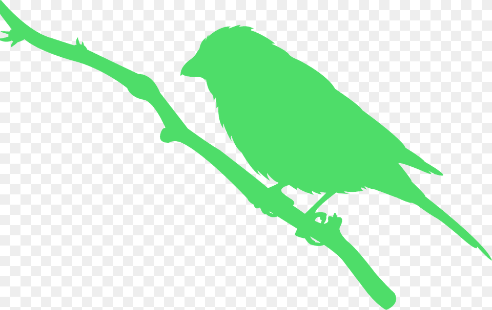 Parakeet, Animal, Bird, Finch, Canary Png