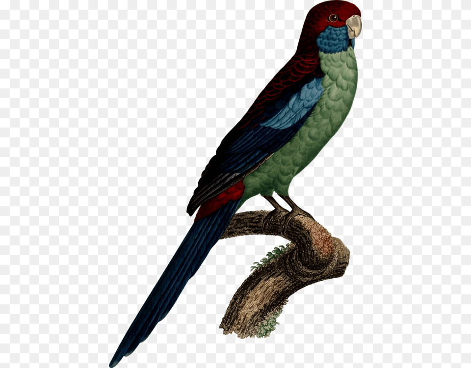 Parakeet, Animal, Bird, Parrot Free Transparent Png
