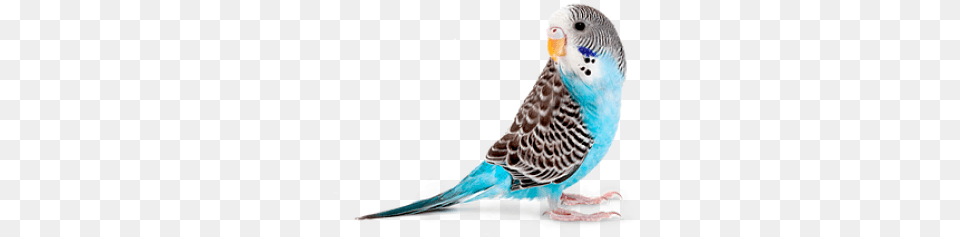 Parakeet And Vectors For Budgie, Animal, Bird, Parrot Png Image