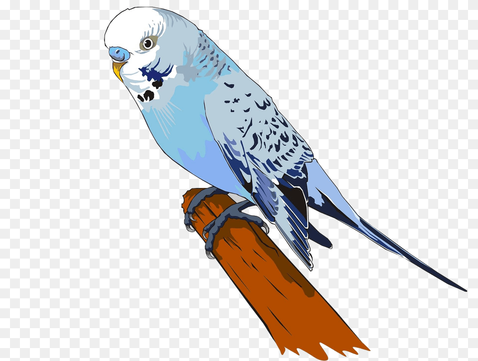 Parakeet Clipart, Animal, Bird, Parrot Free Png