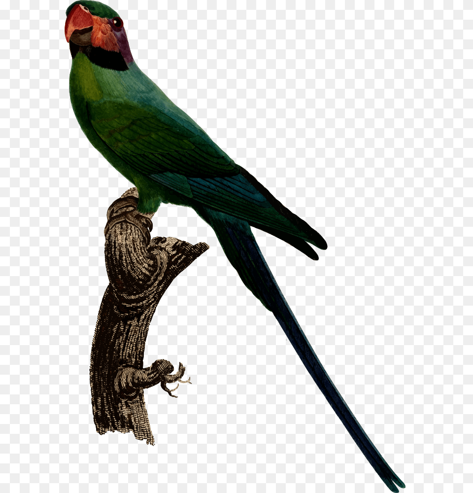 Parakeet Clipart Budgerigar, Animal, Bird, Parrot Free Png Download