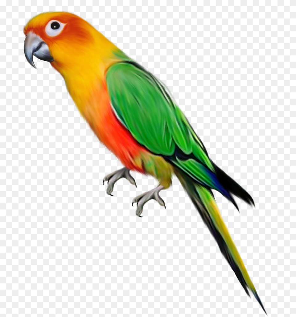 Parakeet Clipart Parrot Bird, Animal Free Png