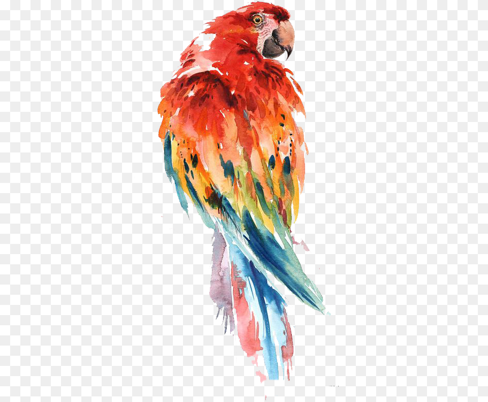 Parakeet Drawing Watercolor Parrot Watercolor Drawing, Animal, Bird, Macaw Png Image