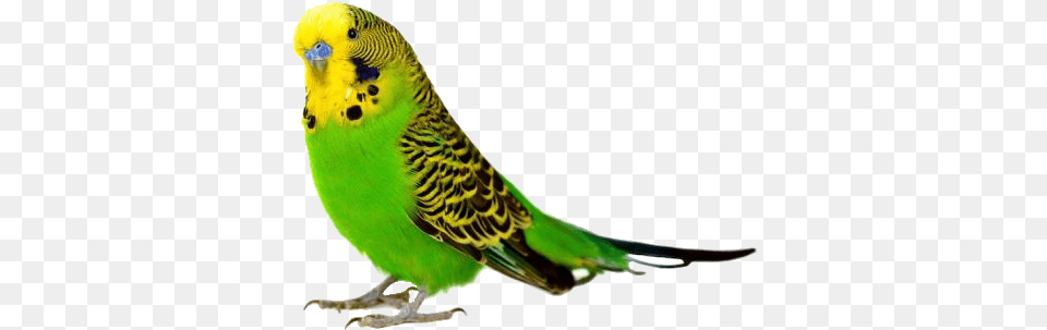 Parakeet Image Bird White Background Hd, Animal, Parrot Free Transparent Png