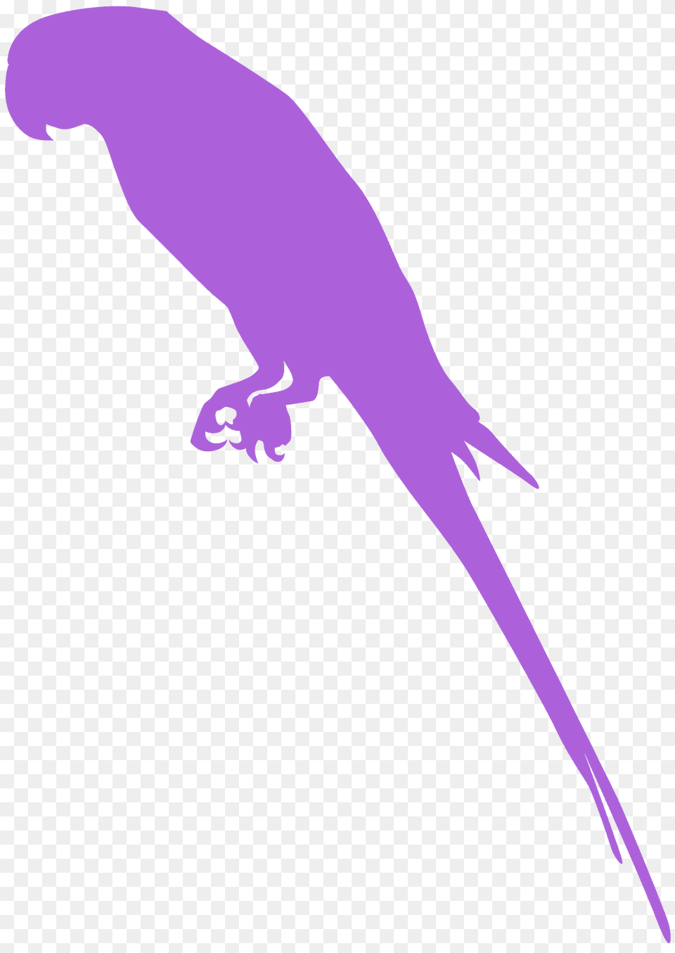 Parakeet Silhouette, Animal, Bird, Parrot, Person Png Image