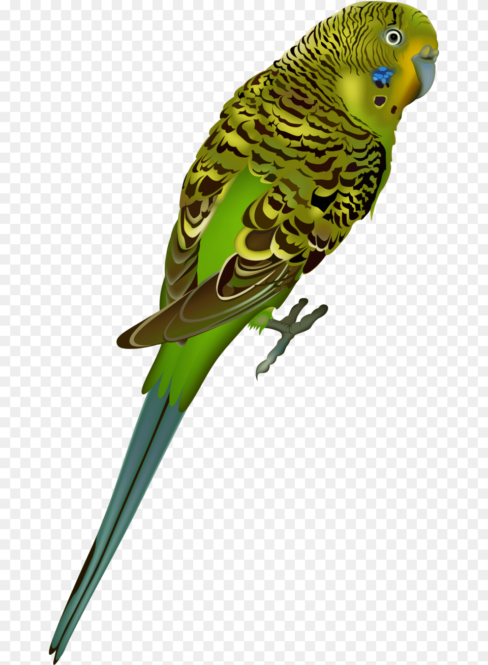 Parakeet Transparent Background, Animal, Bird, Parrot Free Png Download