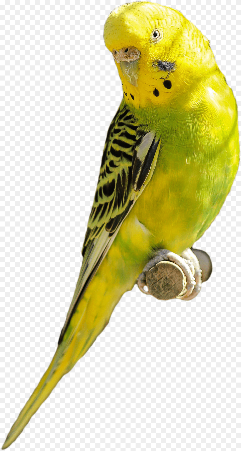 Parakeet Yellow Green Bird Parrot Pet Backgroung Png Image