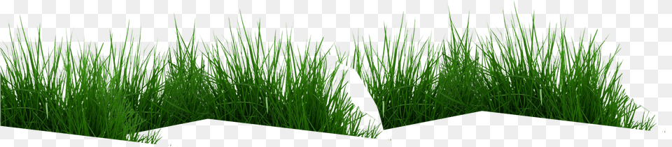 Parallax Grass Cow Eating Grass, Plant, Vegetation, Reed, Aquatic Png