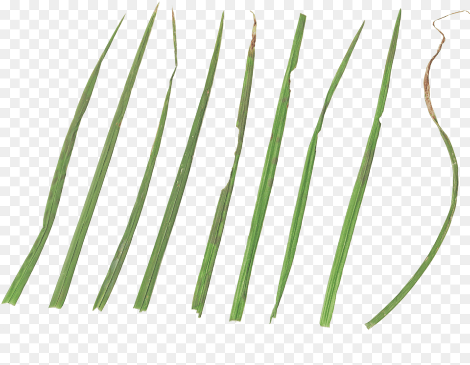 Parallel, Grass, Plant, Food, Produce Free Png Download