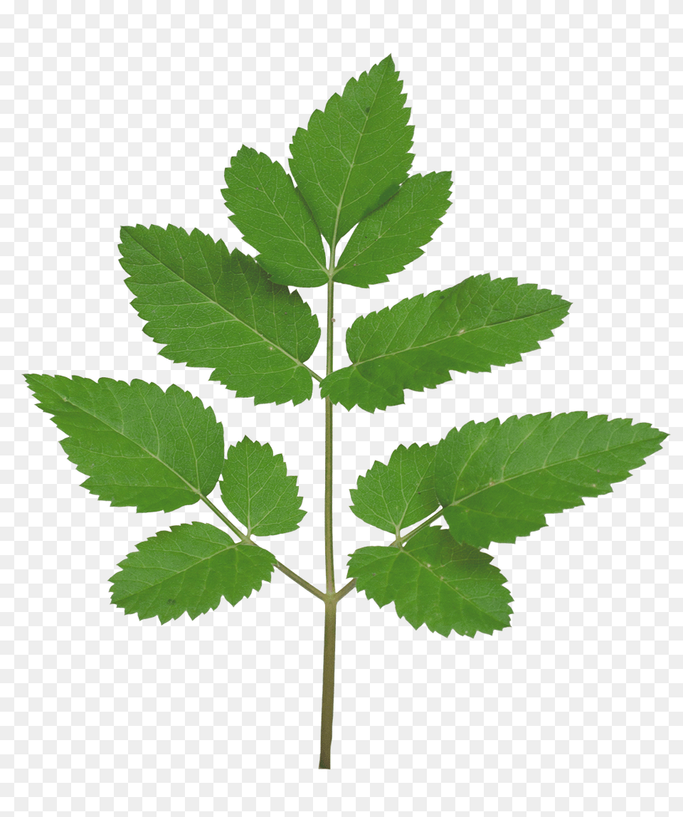Paramecijs Vegetation Base Texture Pack, Herbal, Herbs, Leaf, Plant Free Png