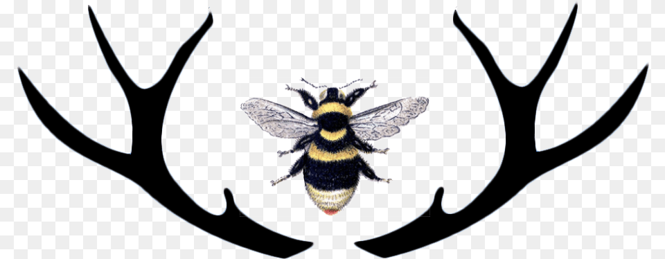 Parasitism, Animal, Apidae, Bee, Bumblebee Free Transparent Png