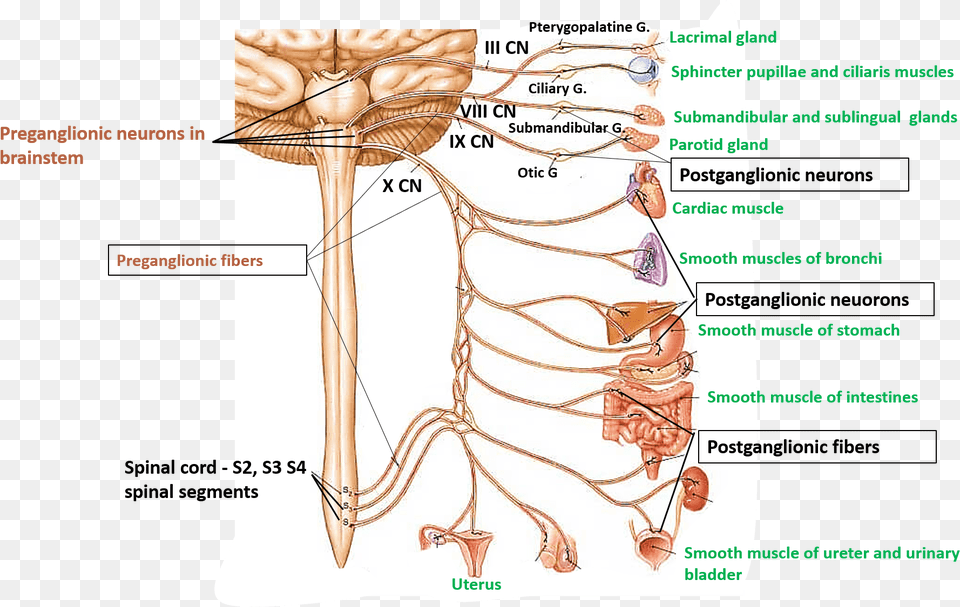 Parasympathetic Innervation Diagram, Adult, Bride, Female, Person Png