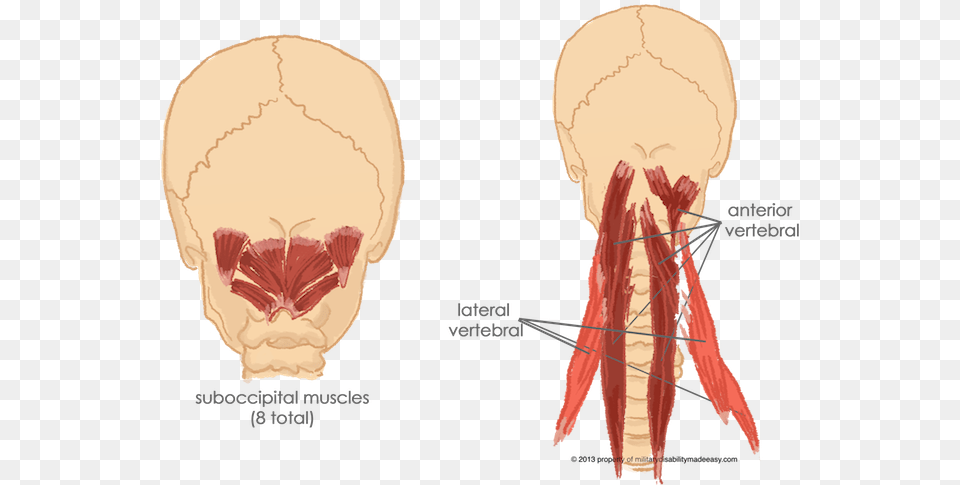 Paravertebral Cervical Muscles, Body Part, Face, Head, Neck Png Image