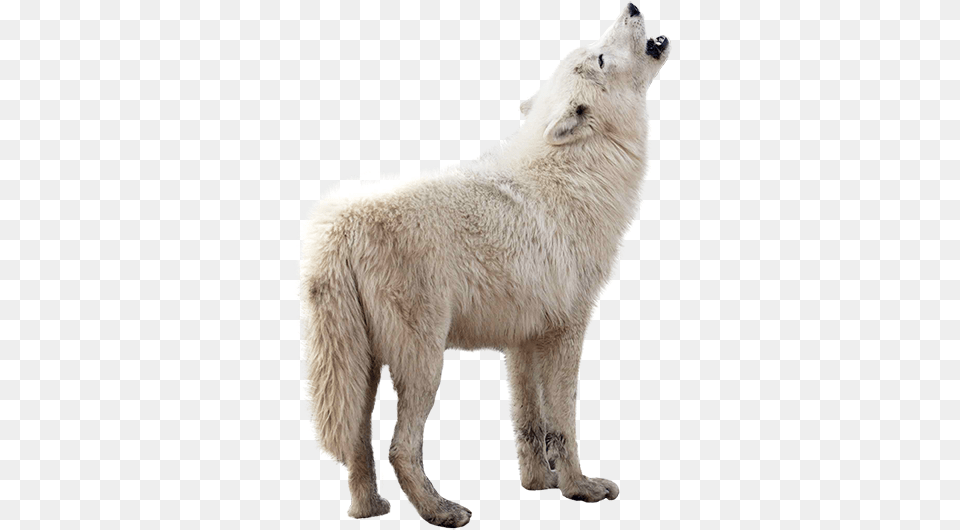 Parc Omga U2013 Animalier Des Animaux Du Qubec Game Of Thrones Wolf, Animal, Bear, Canine, Dog Free Png