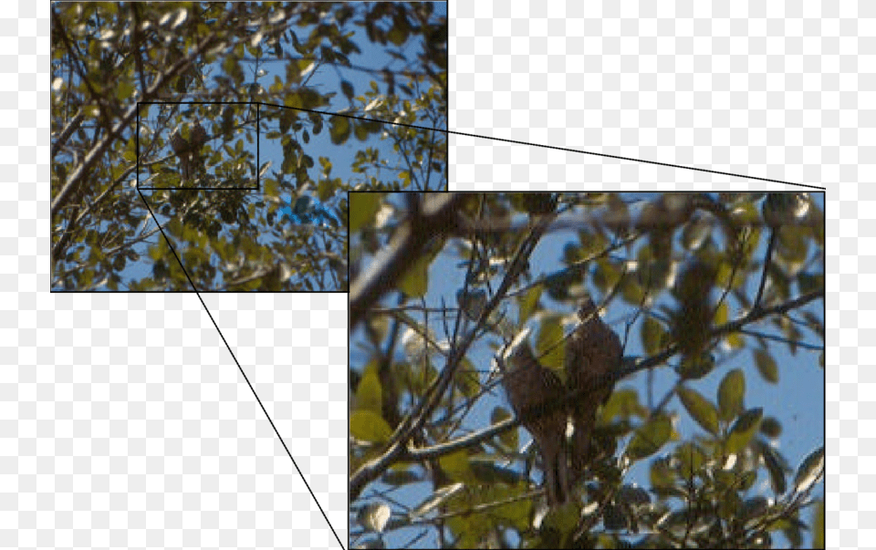 Pareja De Tortolita Escamada En Unos Arbustos En Ceiba Gambel Oak, Accipiter, Animal, Bird, Beak Free Png