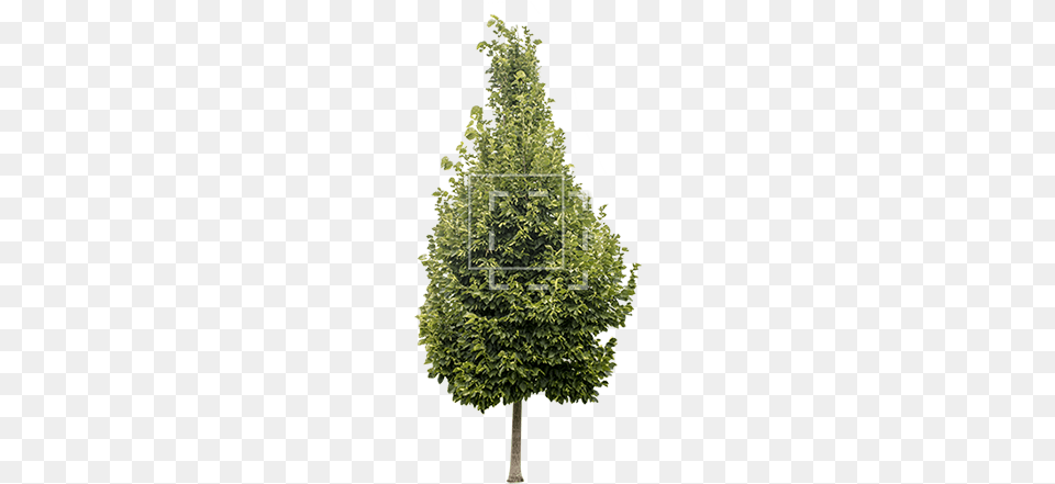 Parent Category 7ft Pre Lit Cashmere Fir Christmas Tree, Conifer, Plant Png