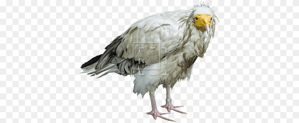 Parent Category Bird, Animal, Vulture, Condor Free Transparent Png