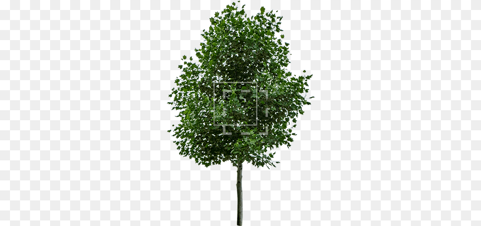 Parent Category Derevo Dub, Maple, Oak, Plant, Sycamore Free Png