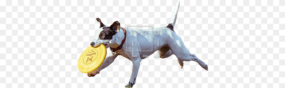 Parent Category Dog Cut Out, Frisbee, Toy, Animal, Canine Png