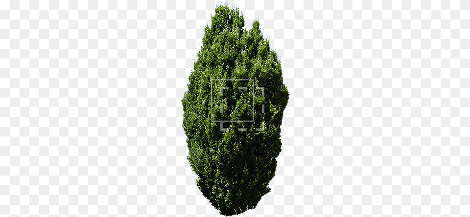 Parent Category Eastern Hemlock, Conifer, Plant, Tree, Yew Free Transparent Png