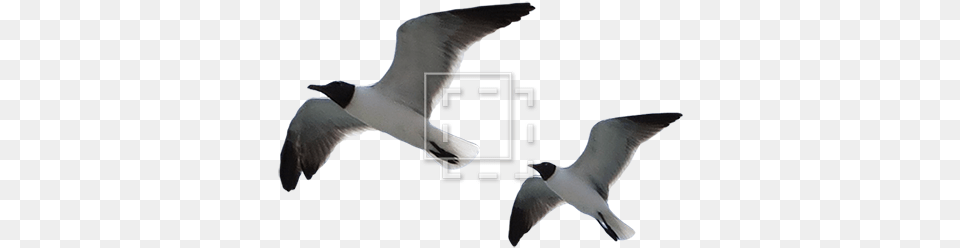 Parent Category Laughing Gull, Animal, Bird, Flying, Seagull Free Png
