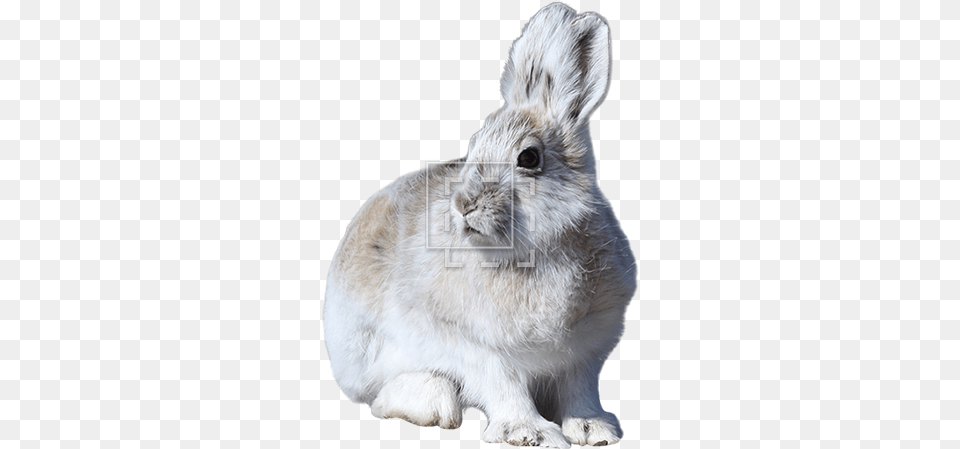 Parent Category Mountain Hare, Animal, Mammal, Rodent, Bear Free Transparent Png