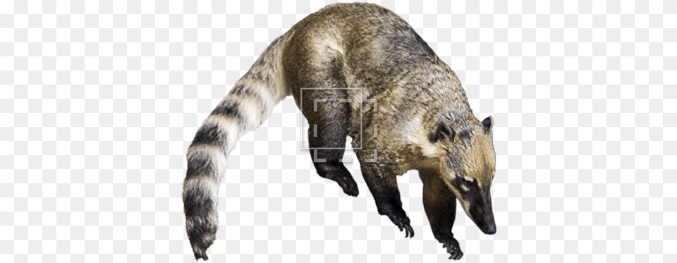 Parent Category Racoon Type Animal, Bear, Mammal, Wildlife Free Transparent Png