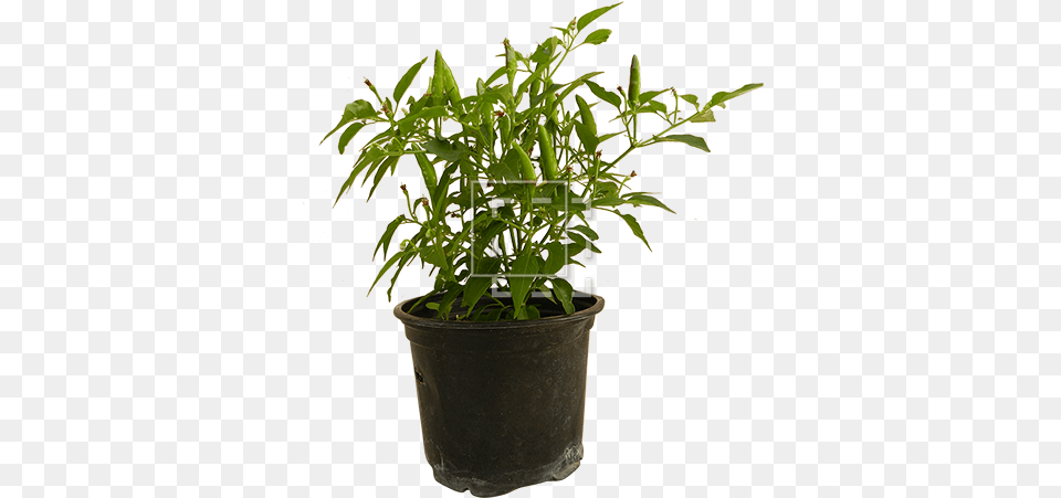 Parent Category Sweet Osmanthus, Leaf, Plant, Potted Plant, Herbal Png
