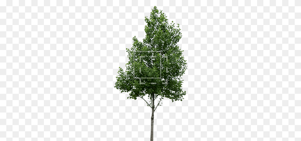 Parent Category Tree Cut Out, Maple, Oak, Plant, Sycamore Png