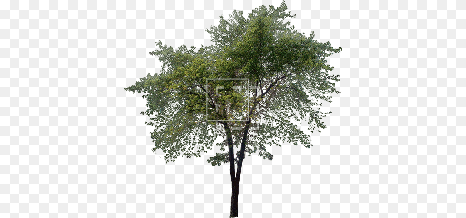 Parent Category Tree Elevation Photoshop, Woodland, Vegetation, Plant, Outdoors Free Png