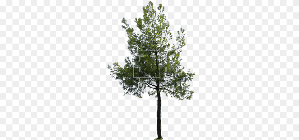 Parent Category Tree Rendering, Conifer, Plant, Oak, Sycamore Png Image