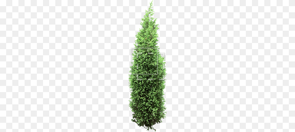 Parent Category Walmart Christmas Trees, Fir, Pine, Plant, Tree Free Png